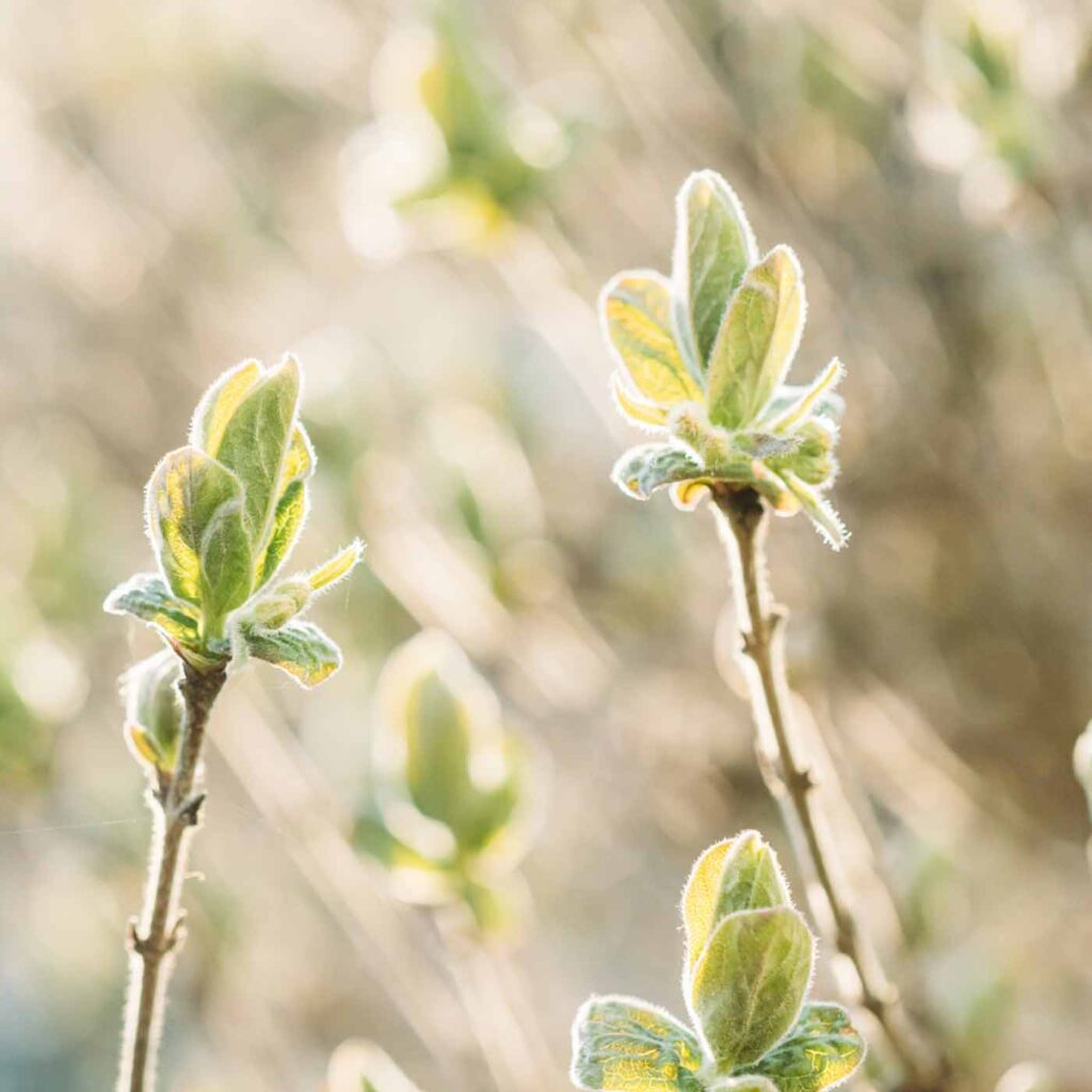 Episode 19: You Don’t Have to Be Fully Healed to Be a Healer: Releasing Perfectionism on the Healing Path